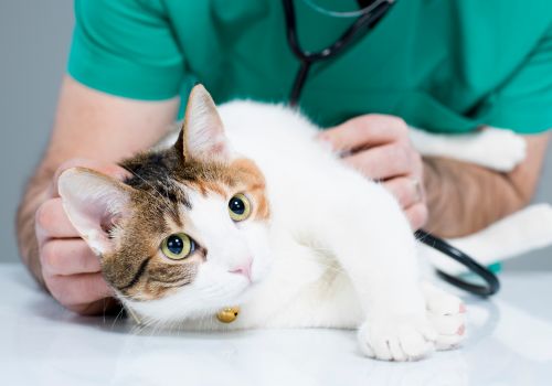 a person with stethoscope examining a cat