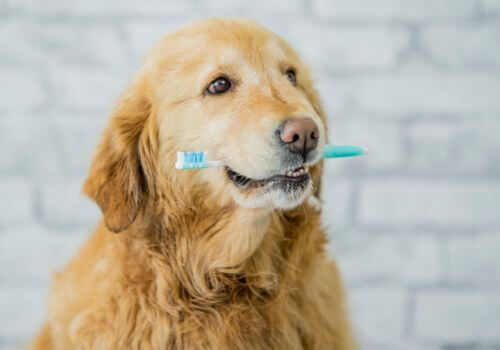 a dog hold tooth brush