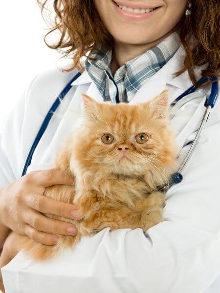 a person holding a cat