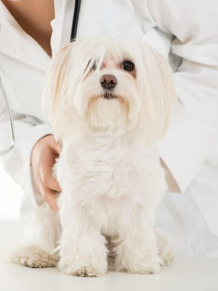 a dog sitting on a white surface