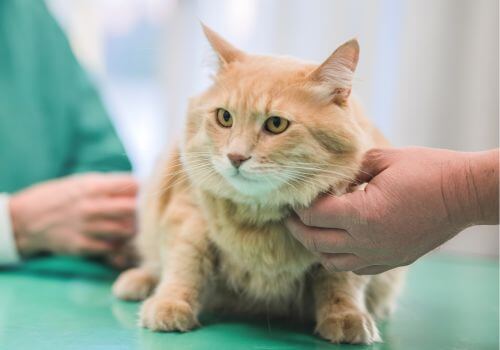 a person petting a cat