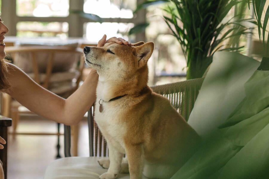 a dog sitting on a chair