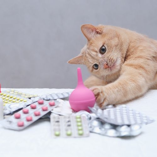 a cat playing with a pink enema