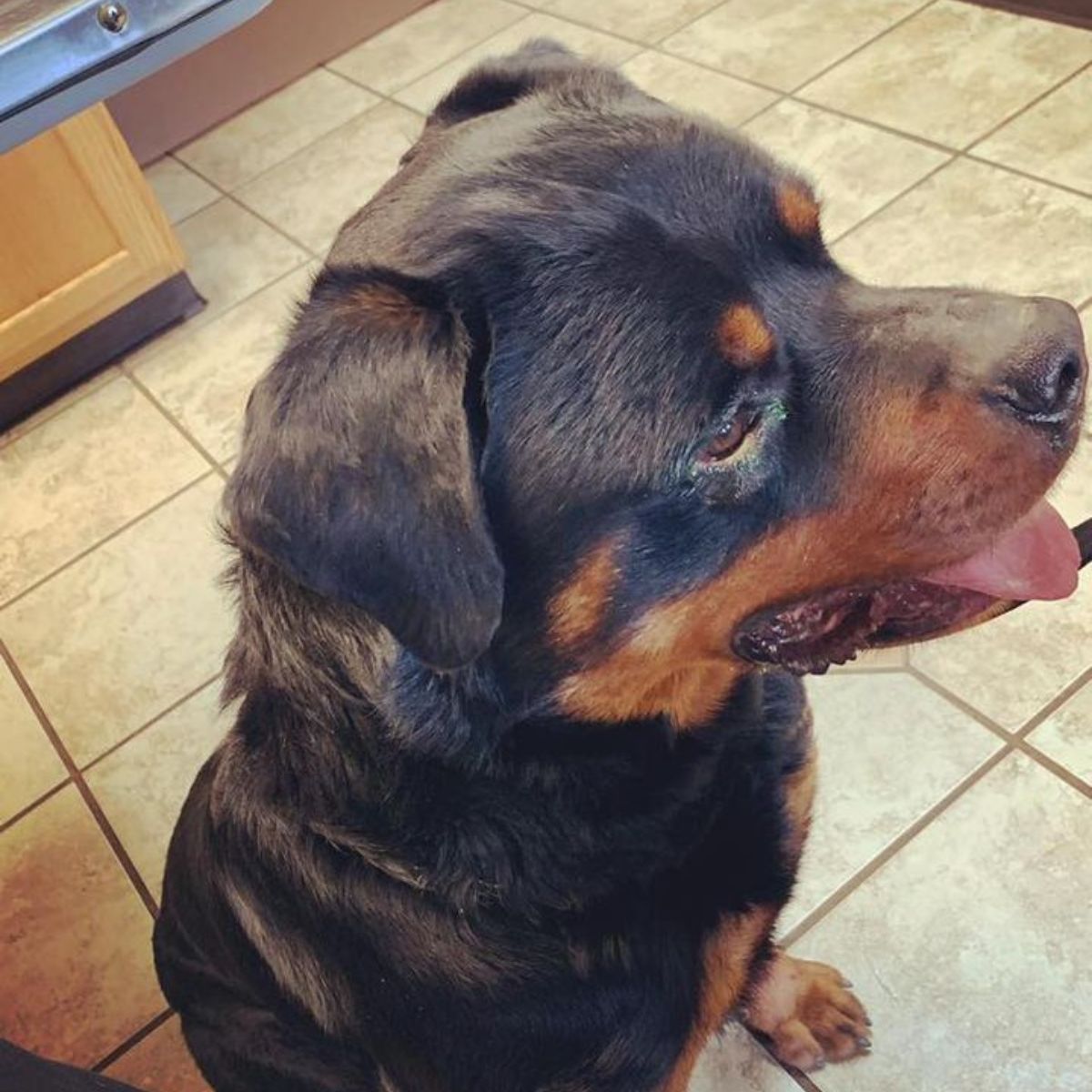 a dog sitting on the floor