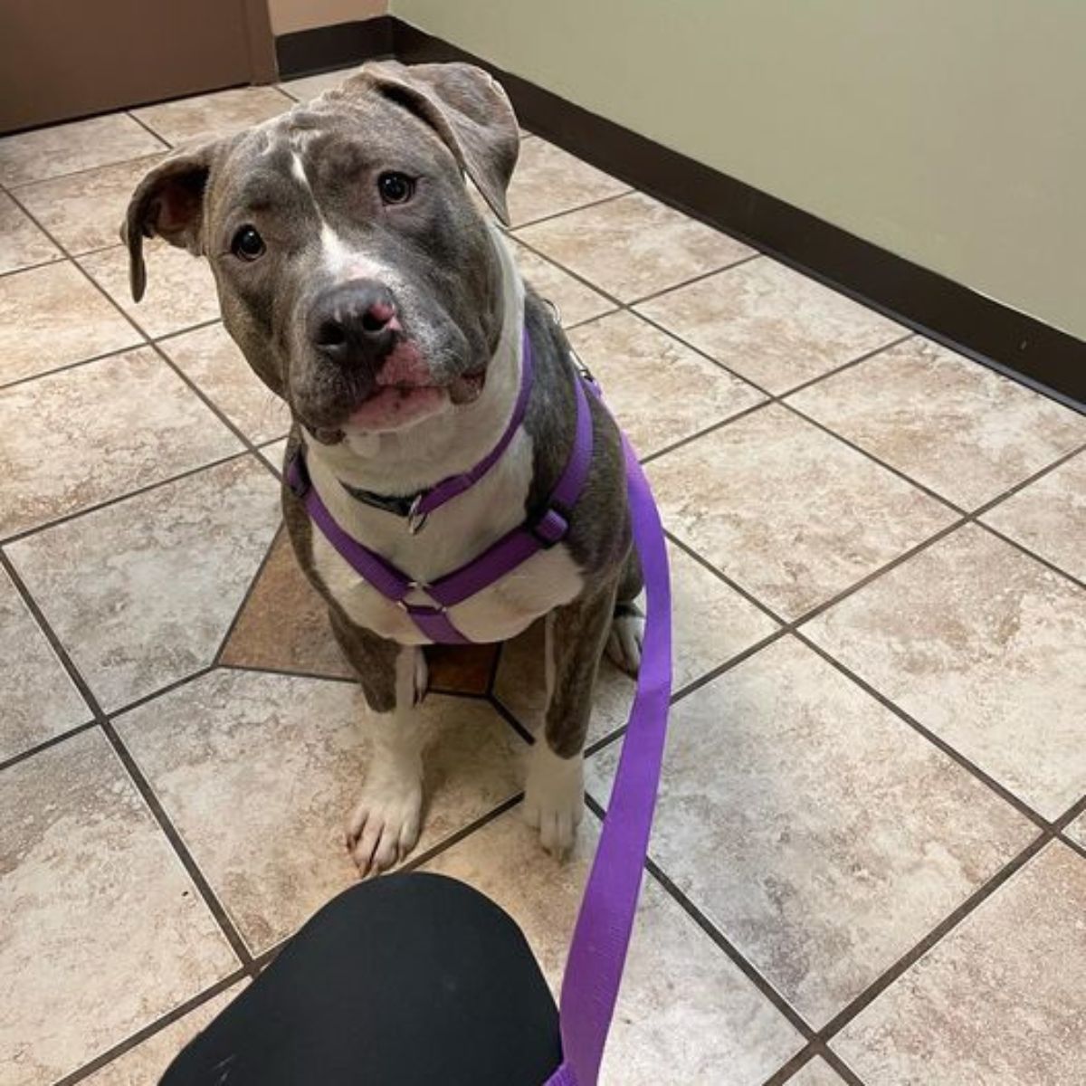 a dog sitting on a tile floor