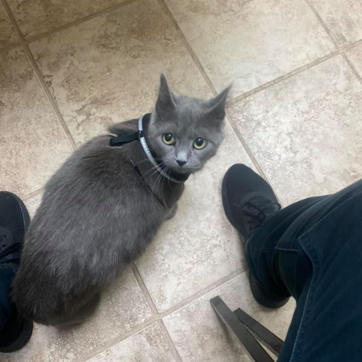 a cat sitting on a tile floor