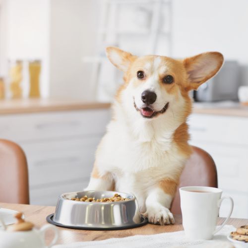 a dog sitting at a table with food in a bowl