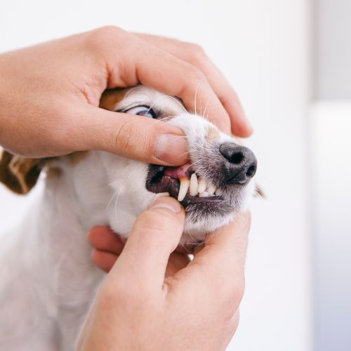 a dog being examined by a person