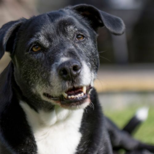 a black and white dog lying on grass