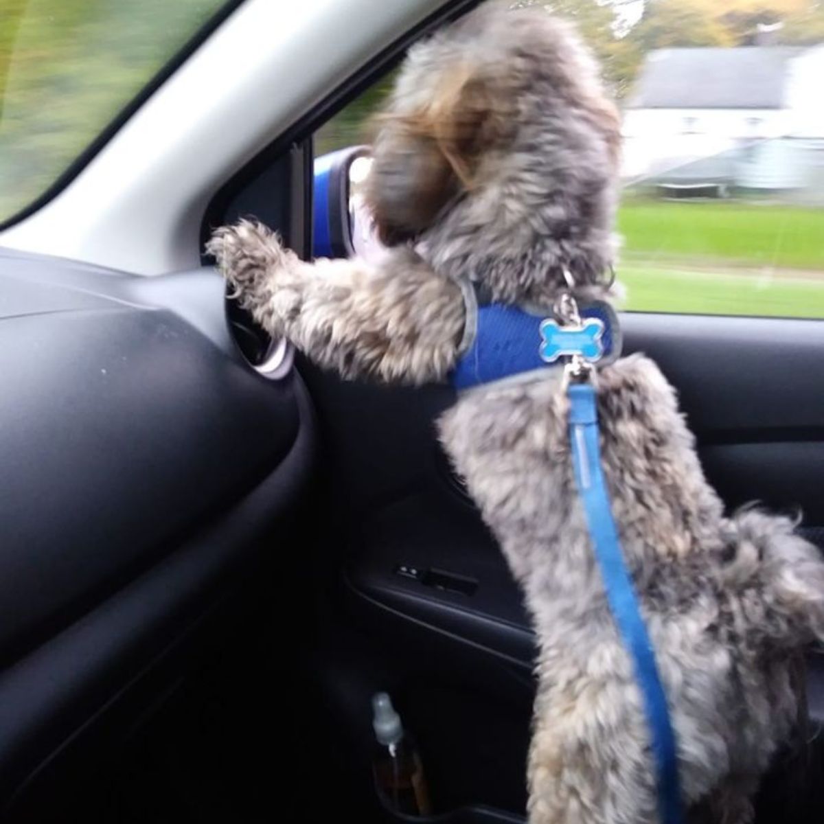 a dog on a leash from a car window