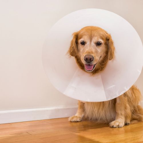 a dog wearing a plastic cone around its neck