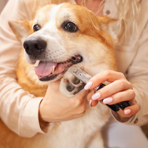 a person cutting a dog's teeth