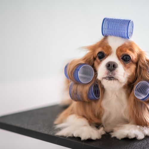 a dog with curlers on its head