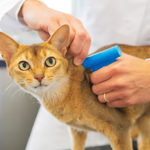 a person using a spray to tick a cat