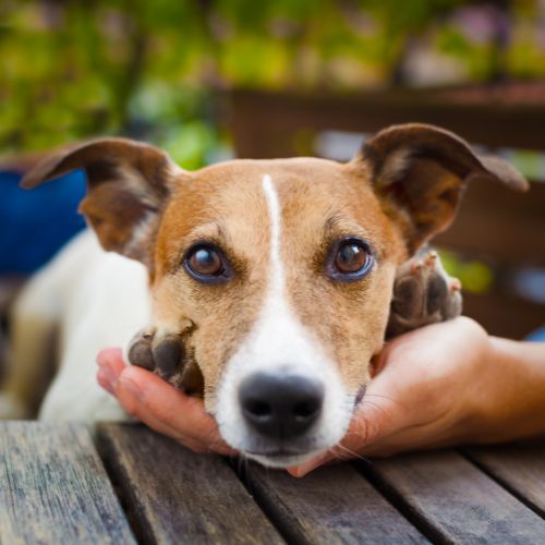 a dog lying on a table