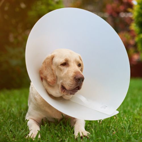 a dog with a cone around its neck