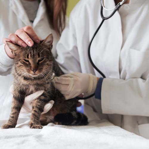 a veterinarian examining a cat