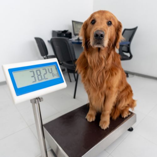 a dog sitting on a scale