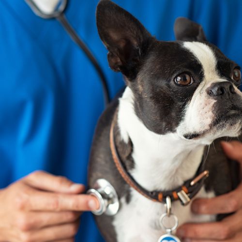 a dog with a stethoscope on its neck