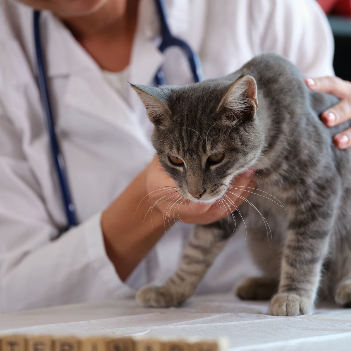 a person holding a cat