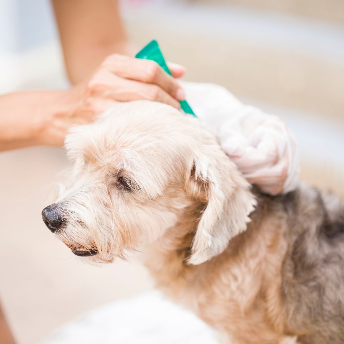 a person brushing a dog's hair