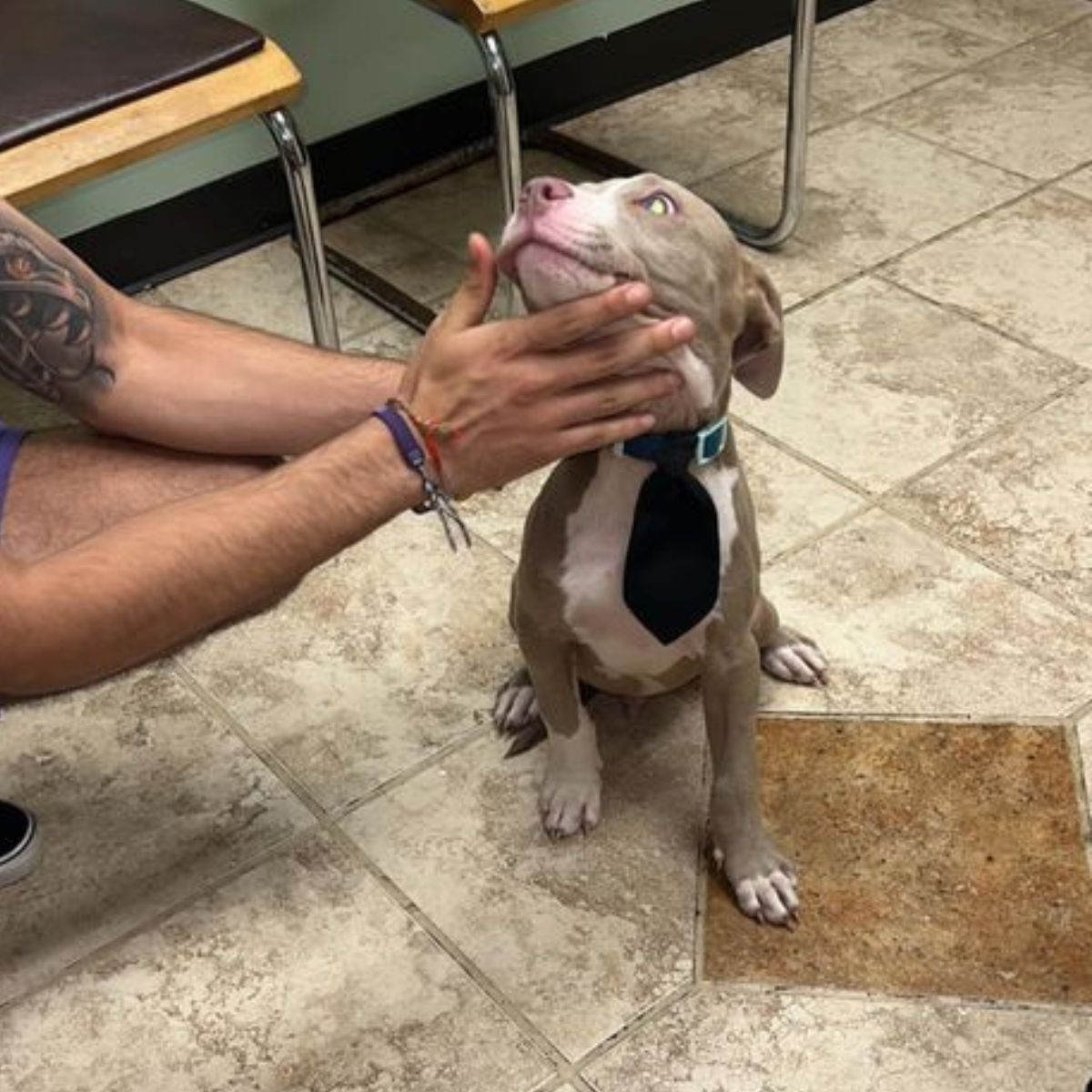 a dog sitting on the floor with a hand on its face