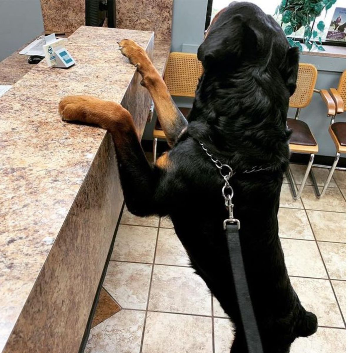 a dog standing on a counter