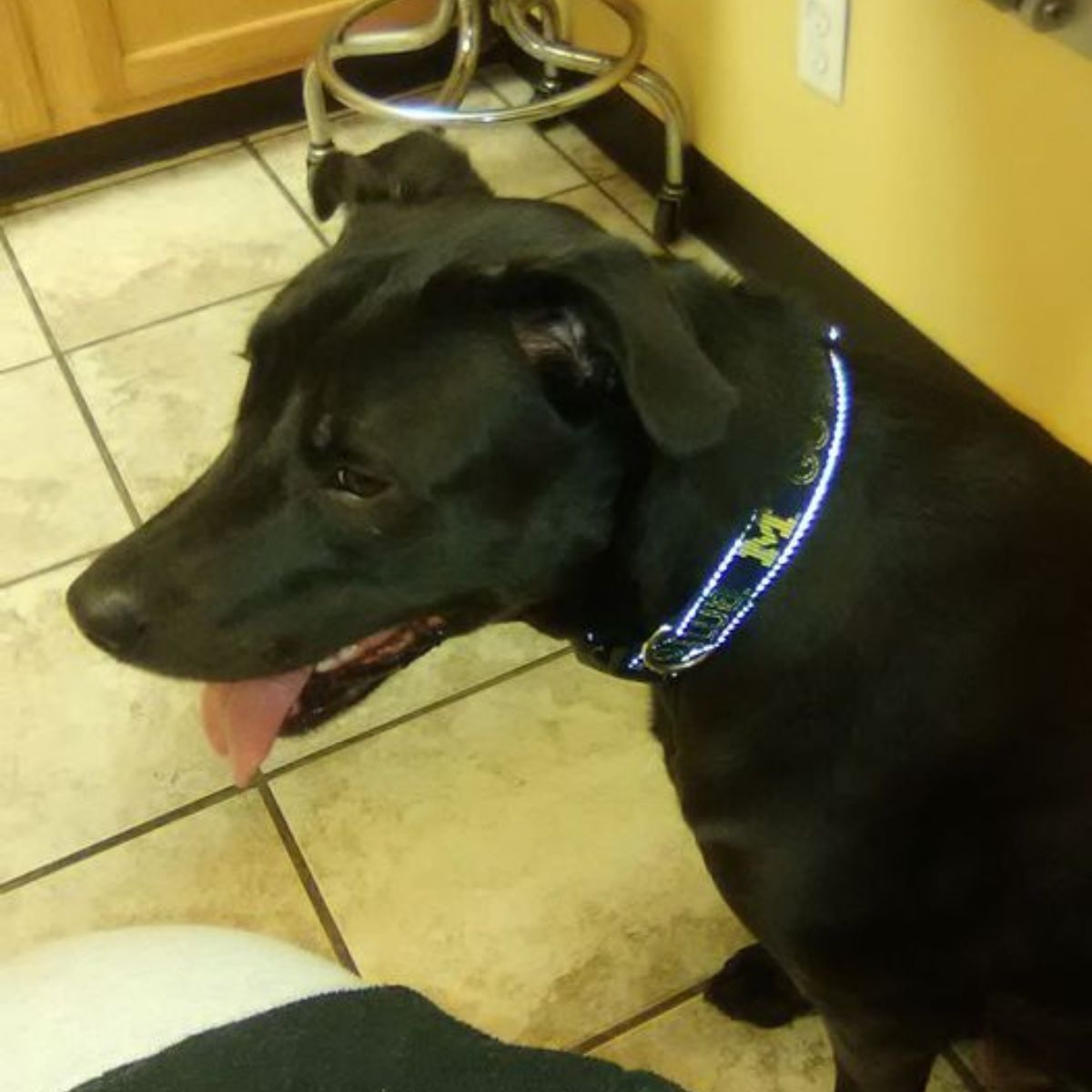 a black dog sitting on a tile floor