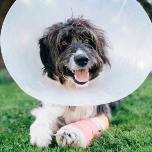 a dog with a cone around its neck