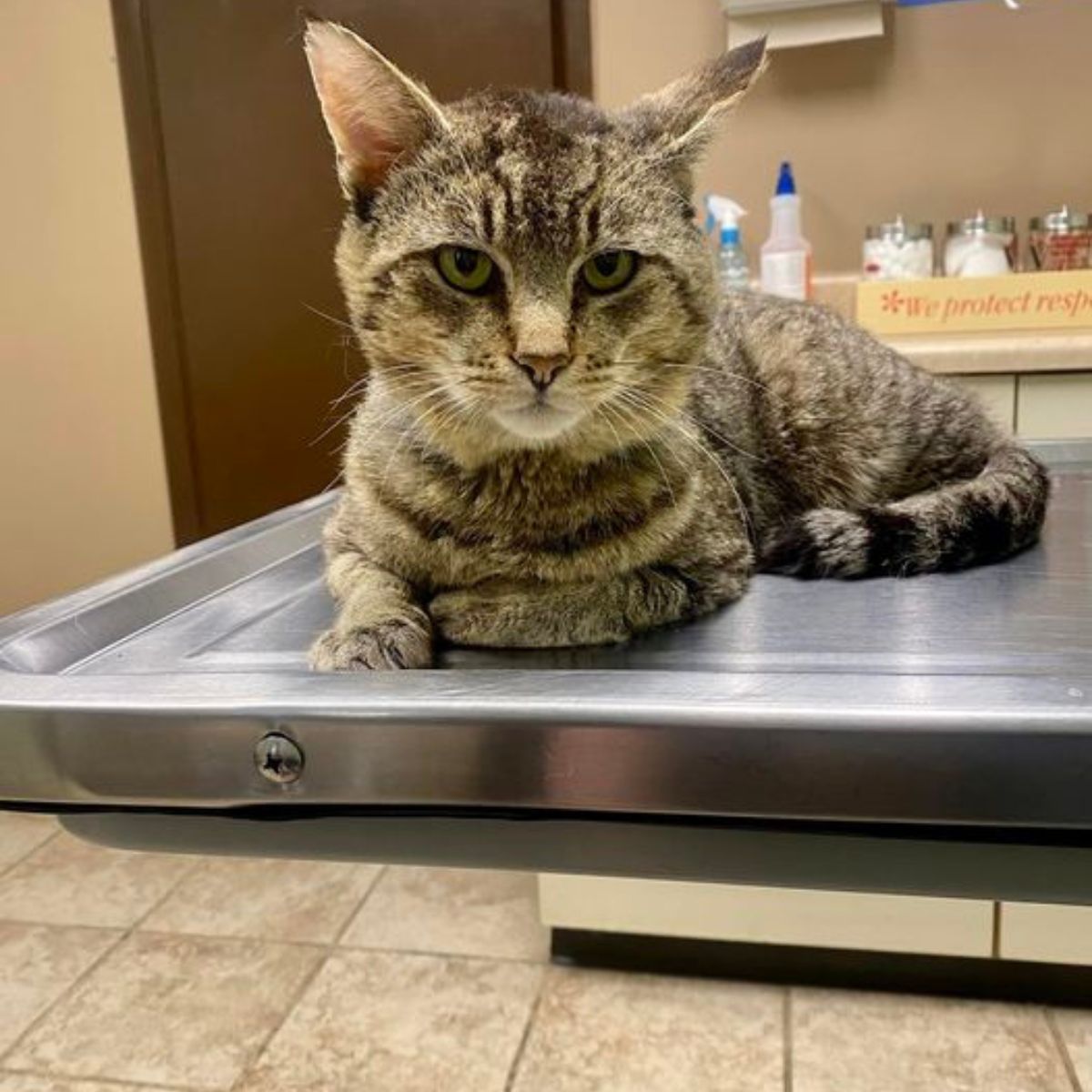 a cat lying on a metal tray